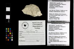 Foto (Objekt + Etiketten) von Ankylokypha parabola (Robins, Feldmann & Schweitzer, 2013) 